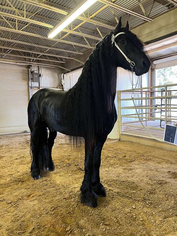 black-kfps-fhh-stallion