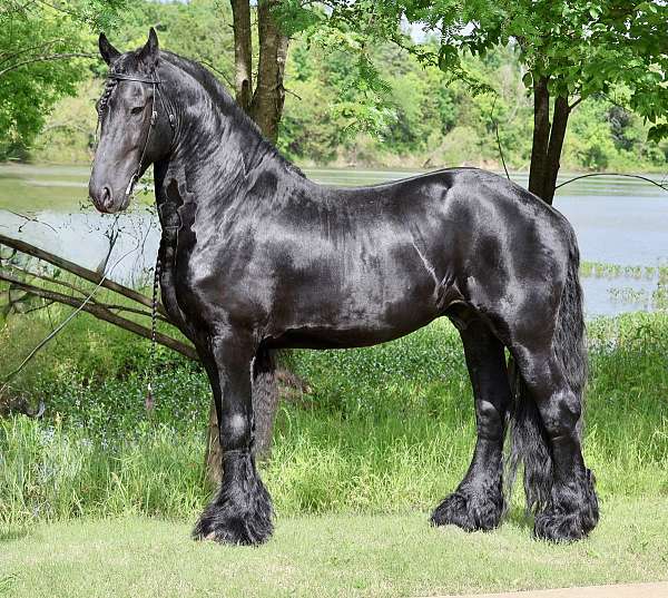 black-kfps-fhh-stallion