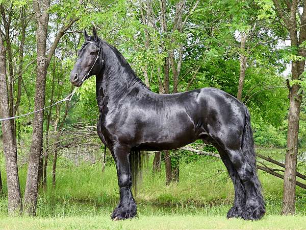 tall-friesian-horse