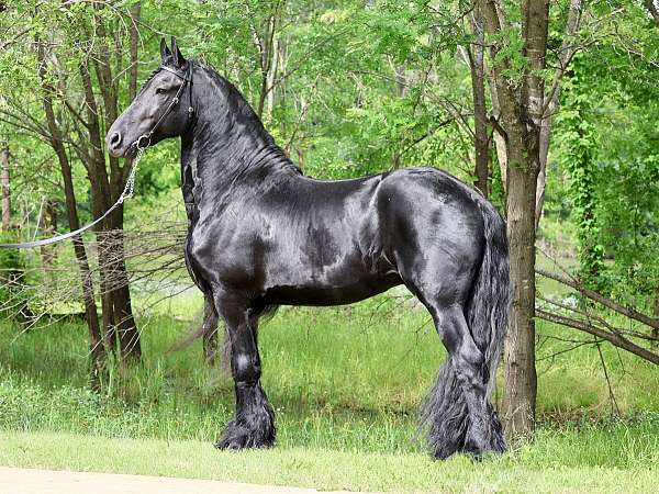 youth-friesian-horse