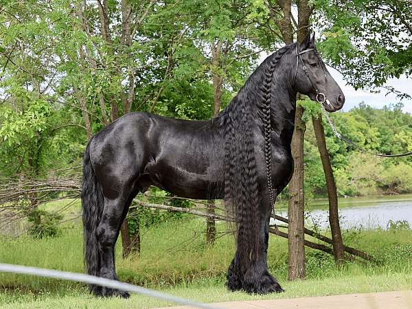 large-friesian-horse