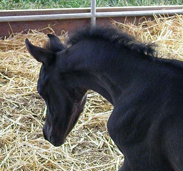 black-ahr-horse