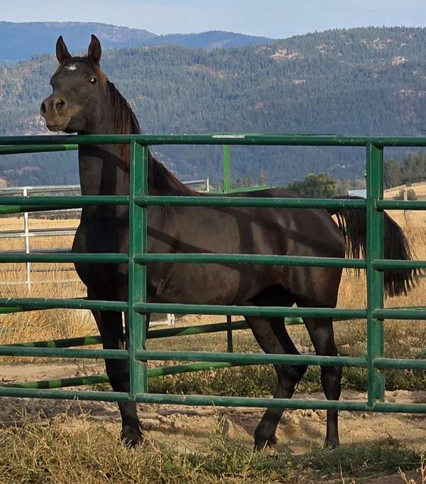 black-tiny-star-hind-fetlocks-white-horse