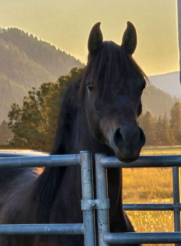 black-ahr-horse