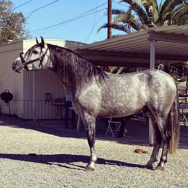 longe-line-andalusian-horse