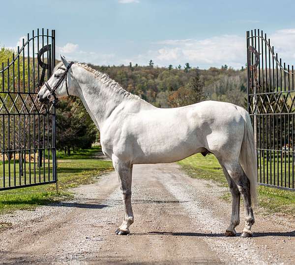 cross-irish-draught-horse