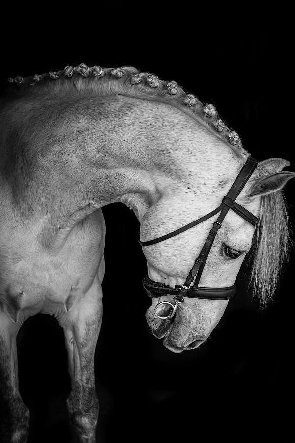 draught-irish-horse