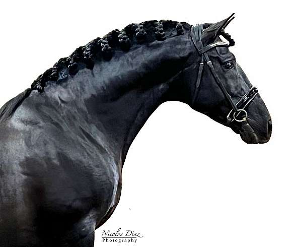 english-andalusian-horse