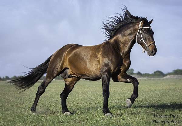 bay-equitation-horse