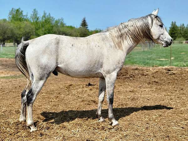grey-equitation-horse