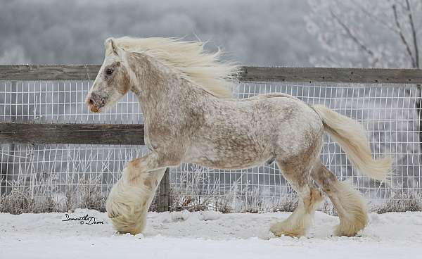 palomino-spotted-horse