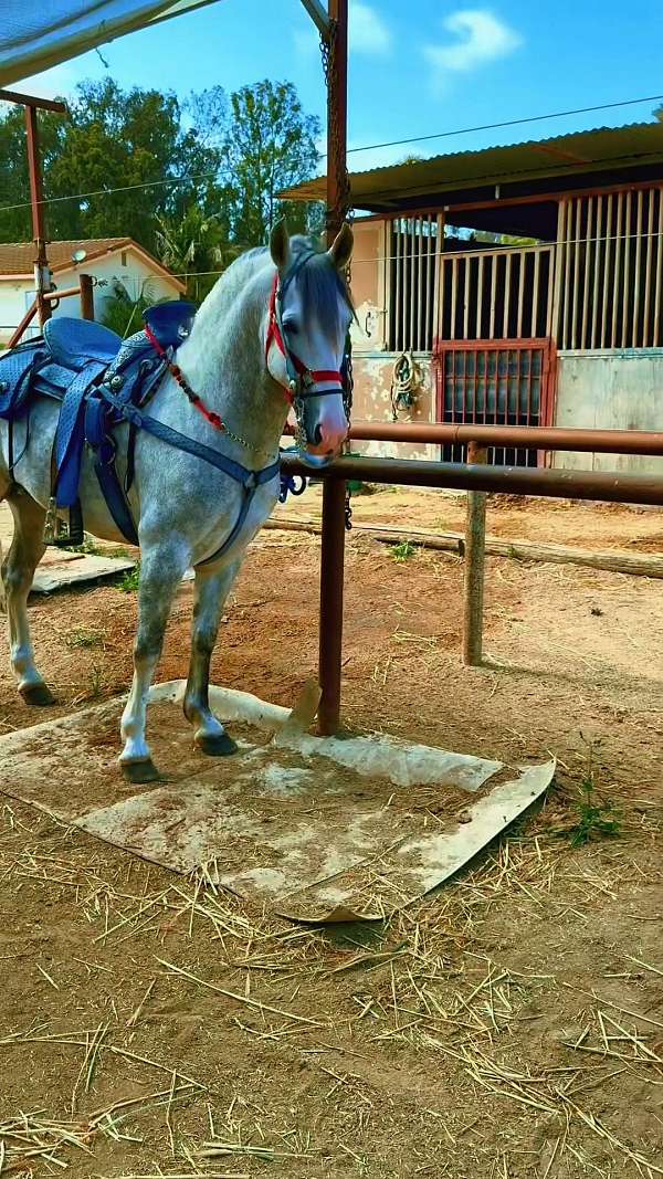 7years and 6 months old Aztec gelding dancing horse