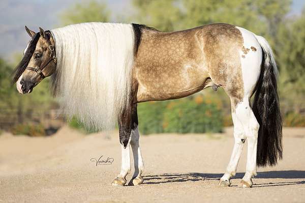 buckskin-homozygous-horse