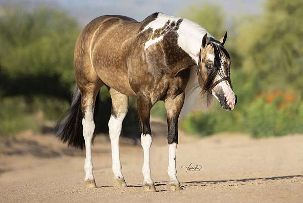 buckskin-homozygous-black-horse