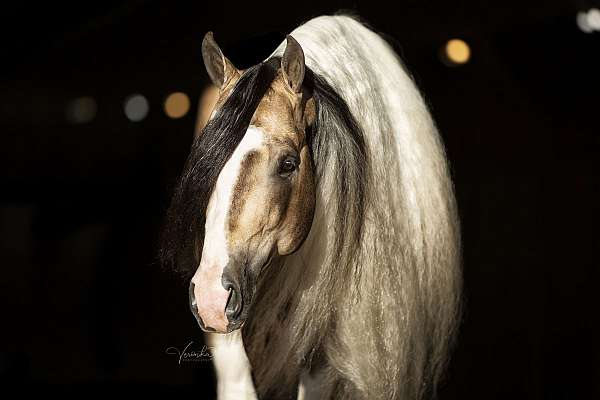 buckskin-tri-color-horse