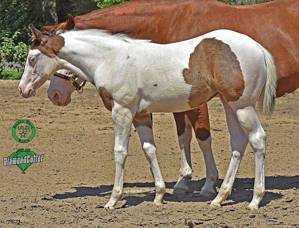 tri-color-horse