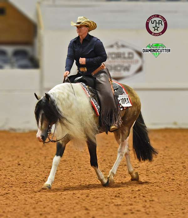 buckskin-apha-stallion