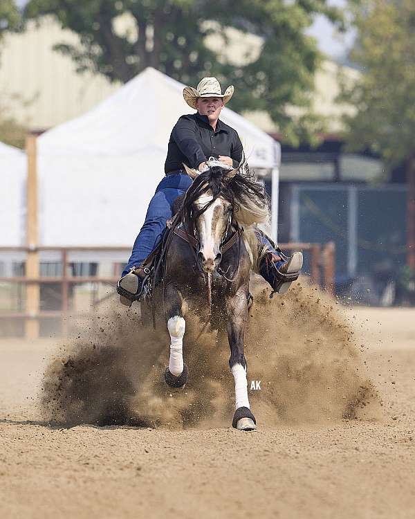 tri-color-horse