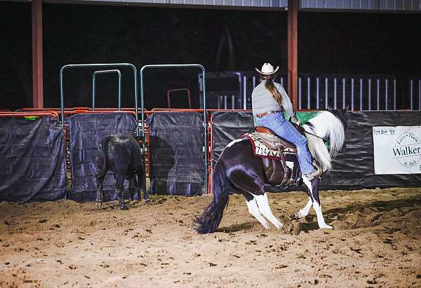 15-hand-buckskin-horse