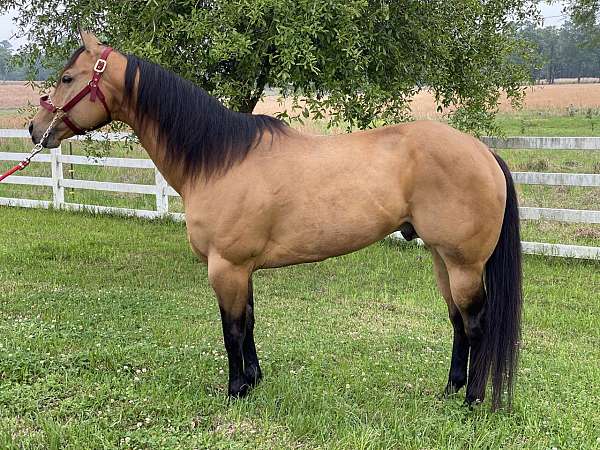buckskin-triple-registered-horse