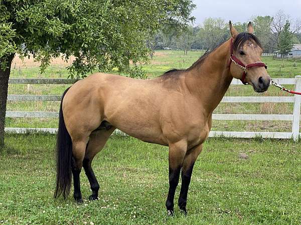 buckskin-abra-stallion