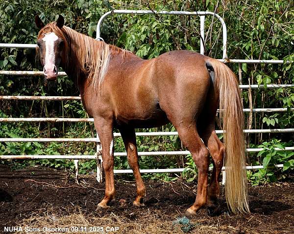kehilan-arabians-horse