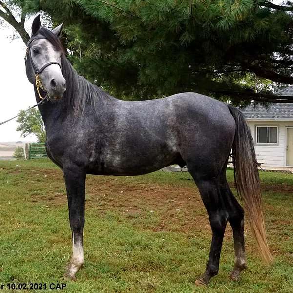 al-marah-arabian-horse