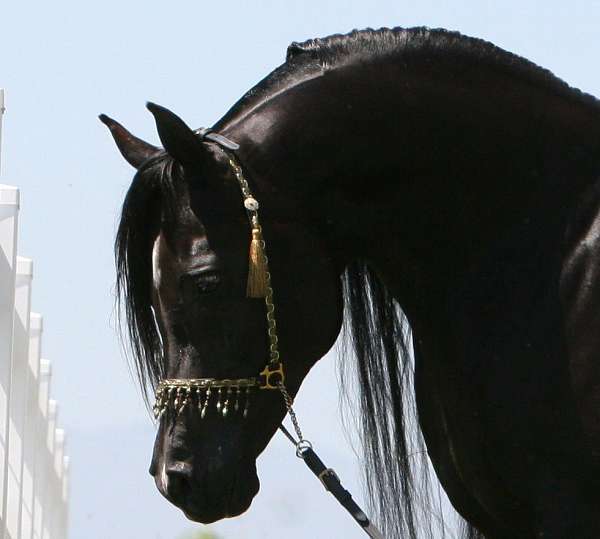 black-arabians-horse
