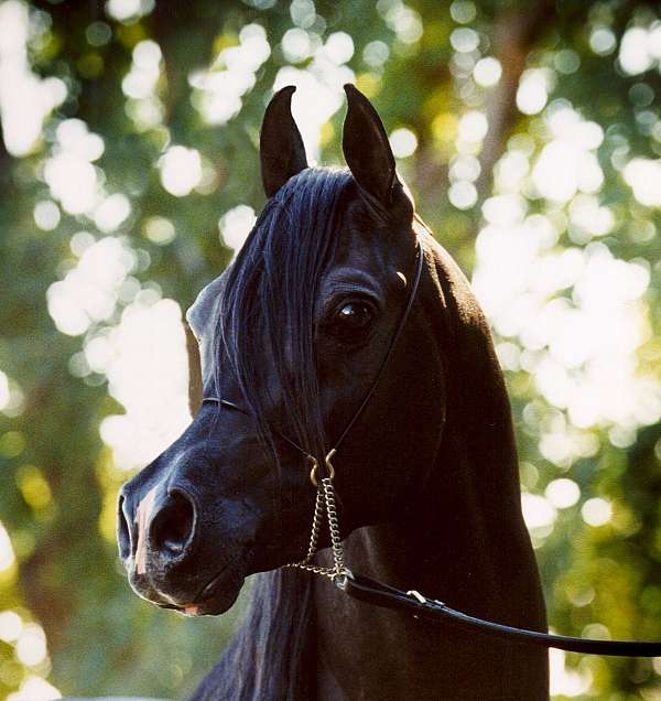 black-arabians-horse