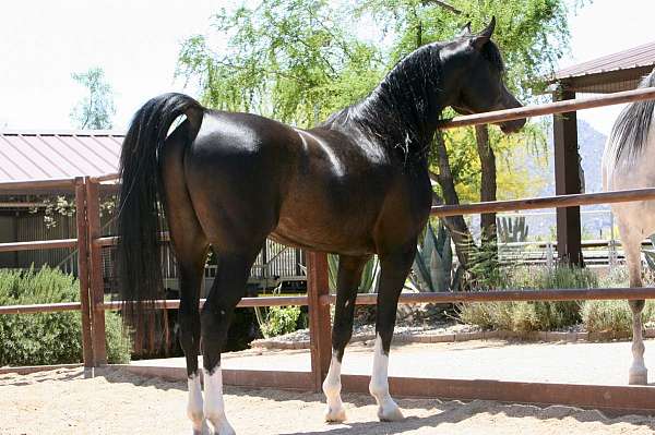 arabians-for-sale-horse
