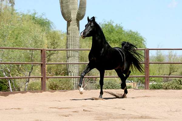 mare-arabian-horse