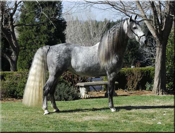 foundation-bred-andalusian-horse