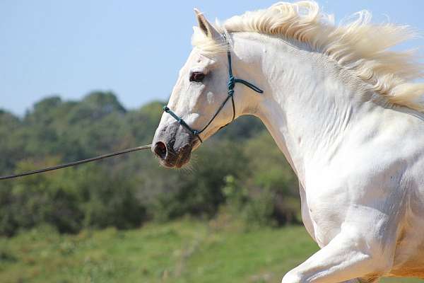 harness-andalusian-horse