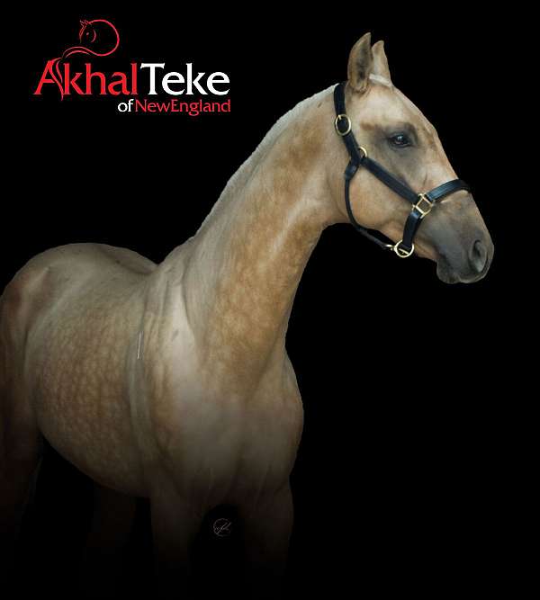 jumper-akhal-teke-horse