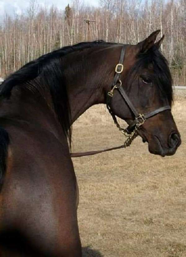 chestnut-homozygous-horse