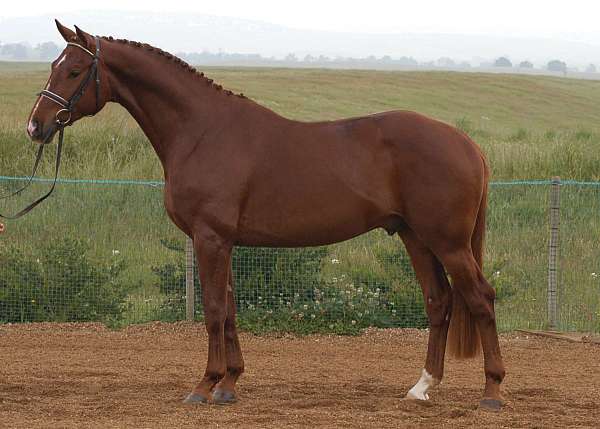 equitation-hanoverian-horse