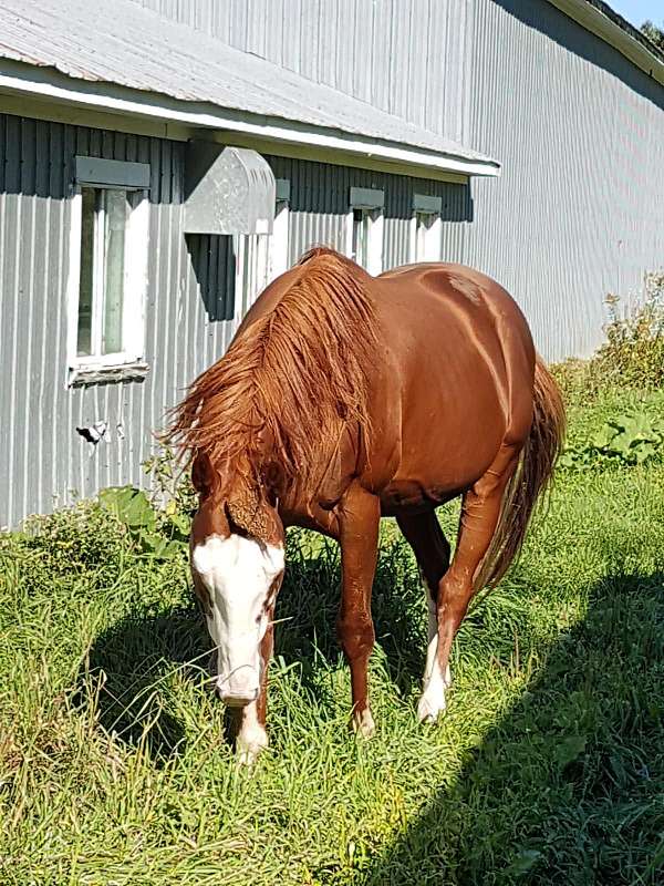 bald-face-4-irregular-socks-horse