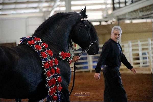 black-fhana-horse