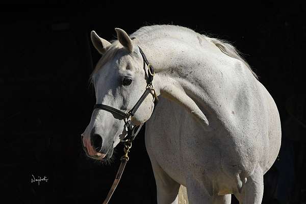 champion-dressage-arabian-horse