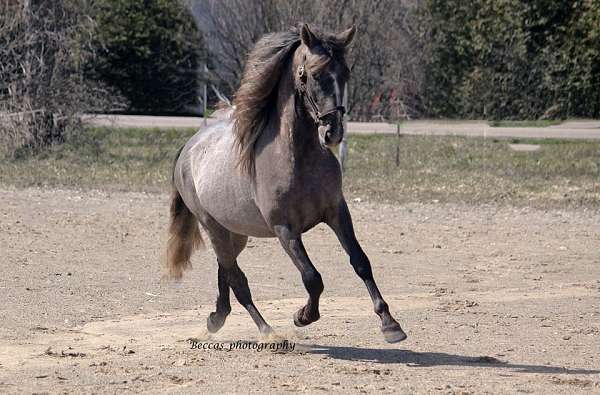 grey-stripe-horse