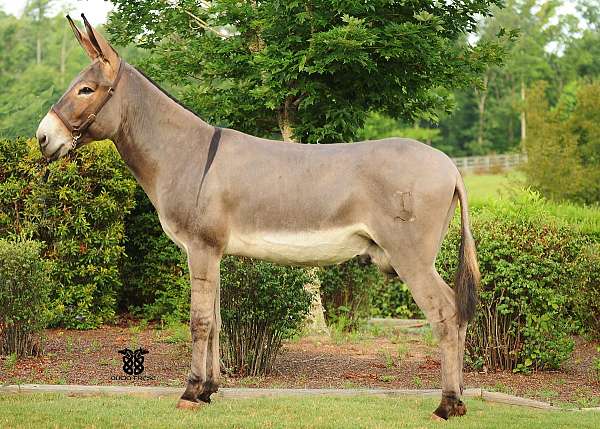 dorsal-stripe-donkey