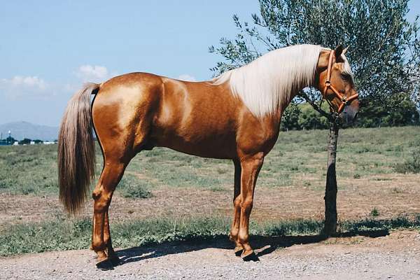 stallion-at-stud-andalusian-horse