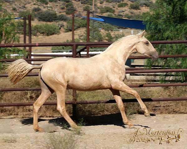 stallion-at-stud-horse