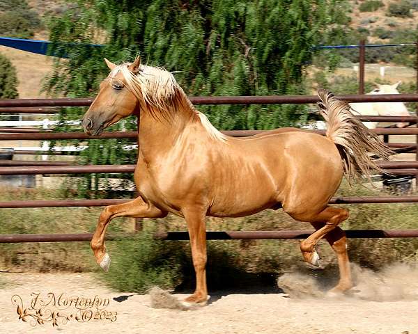 andalusian-stallion-at-stud-horse