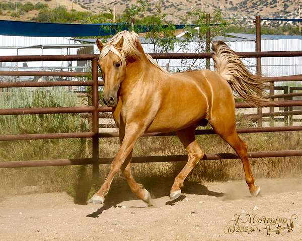 palomino-stallion-at-stud-andalusian-horse