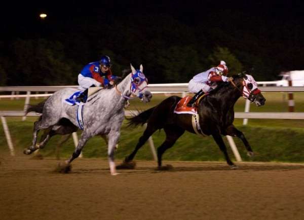 racehorse-quarter-horse