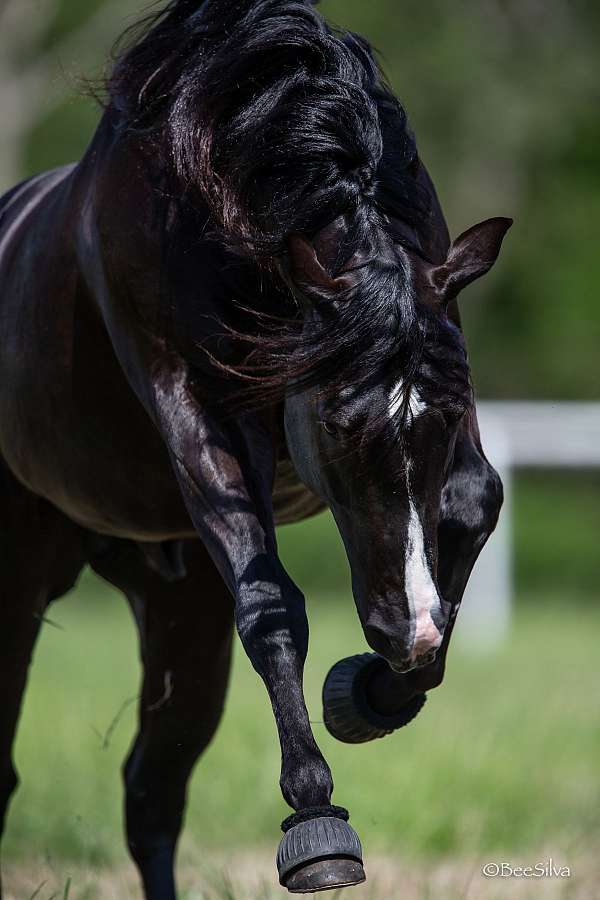 dash-ta-fame-quarter-horse