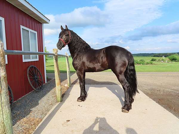 black-friesian-heritage-horse-stallion