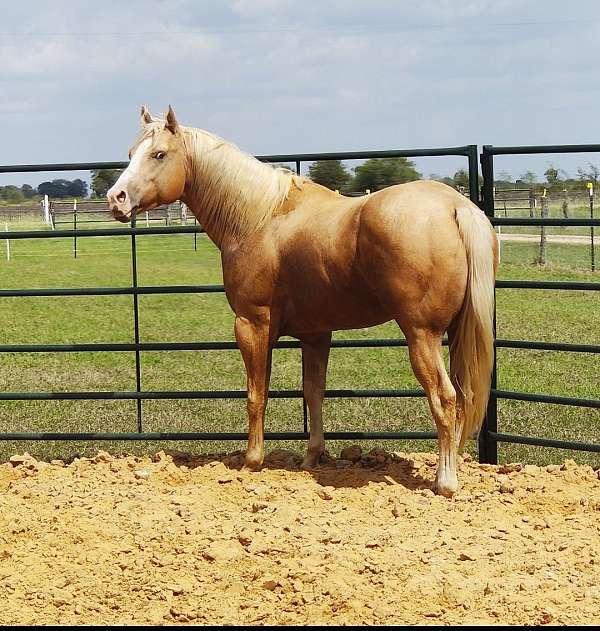 quarter-horse-stallion