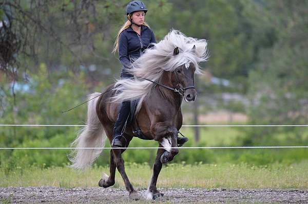 silver-dapple-w-star-horse